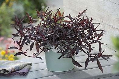 《世界大战：西方战线》上市日期与试玩版情报公布